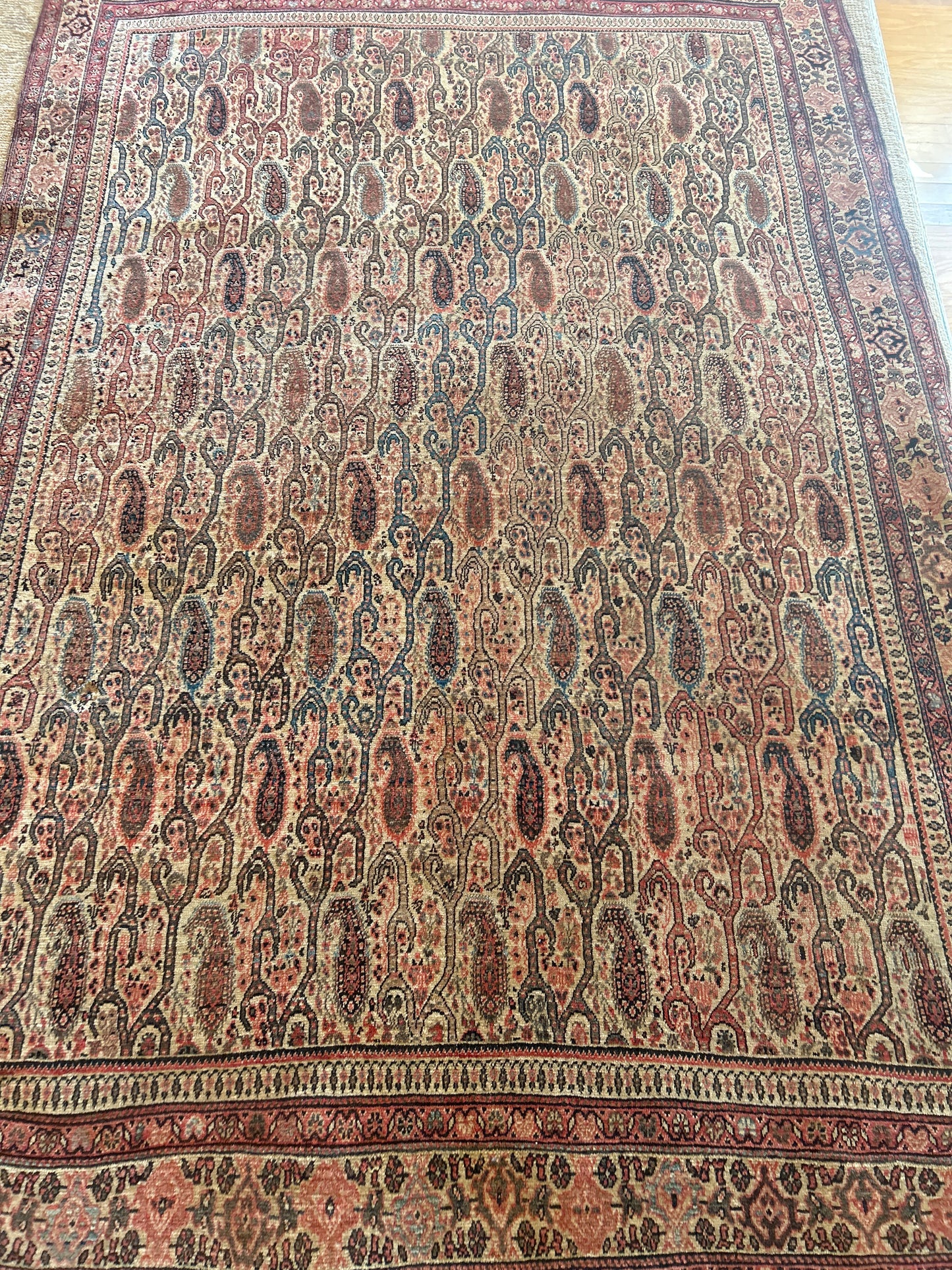 Persian Paisley - 4.3x6.0 - Z23695